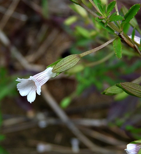{Mecardonia acuminata}